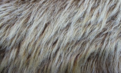 close up blonde mane of horse