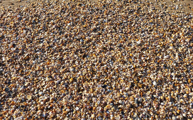 Beach sand full of remains of seashells 