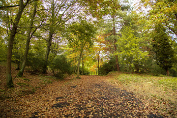 forest road with colorful trees. Autumn colored leaves. Yellow, green and red autumn leaf