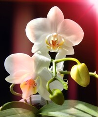 Naklejka na ściany i meble Orchideenblüten
