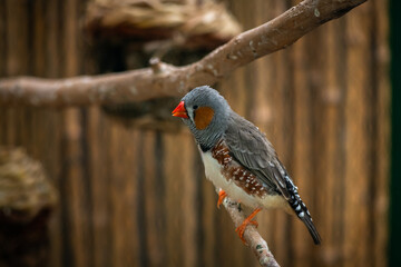 Amadina bird sitting and eating in zoo, nature and wild life 