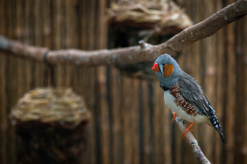 Amadina bird sitting and eating in zoo, nature and wild life 