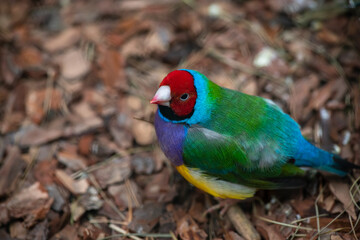 Nice the Gouldian finch bird sitting on ground in zoo, nature and wild life