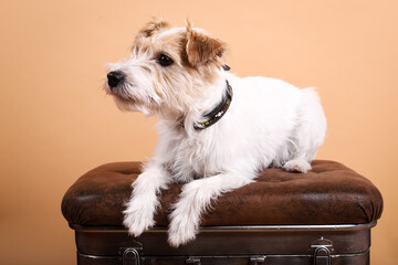 Parson Russell Terrier im Fotostudio