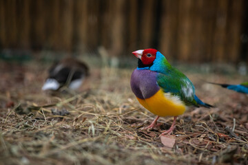 Nice the Gouldian finch bird sitting on ground in zoo, nature and wild life