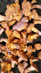 Close up of edible orange or yellow chanterelle mushroom with cap lying in the grass on green grass background. Closeup of wild mushrooms in forest. Mushrooms on grass top view