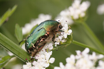 Cetonia aurata, called the rose chafer or the green rose chafer