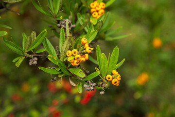 Orange Silver Buffaloberry  in closeup. Red berry slightly dried on the bush in the garden. Psychedelic. Silver buffaloberry, Shepherdia argentea. Cowberry berries surrounded by bushes