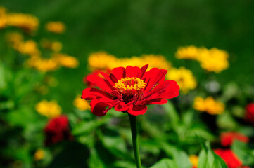 Vibrant Red Yellow Zinnia Plant Macro Shot.