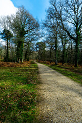 Gravel Path in Forest, Hampshire, UK