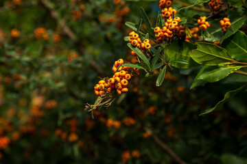 Orange Silver Buffaloberry  in closeup. Red berry slightly dried on the bush in the garden. Psychedelic. Silver buffaloberry, Shepherdia argentea. Cowberry berries surrounded by bushes