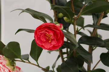 Camerllia Japonica Jaspeada rosa