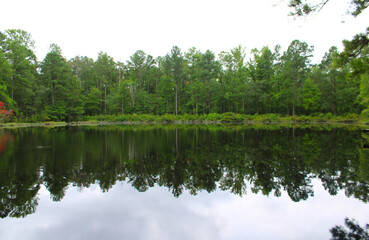 Obraz premium lake in the forest