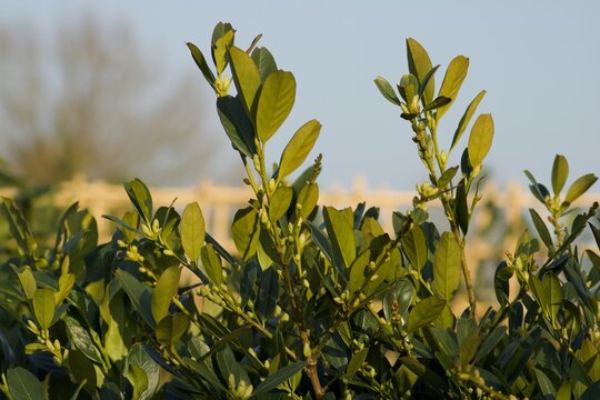 Prunus Laurocerasus Mano