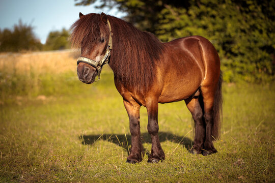 Shetland Pony Hengst auf der Wiese