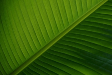 close up of banana leaf texture with backlight

