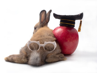 Rear view of bunny brown rabbit with white glasses on the bottom, sitting next to big red apple...