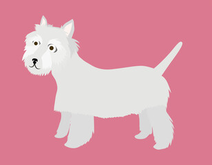 West Highland Terrier funny character white dog