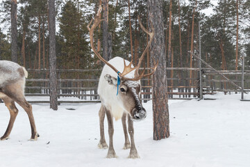 Northern domestic deer with big antlers in winter.