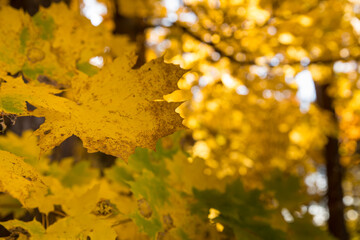 Autumn in the forest, golden colored leaves, close-up.