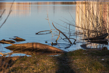 The shore of the city pond is overgrown with dry reeds and green grass on a sunny morning. Urban landscape.