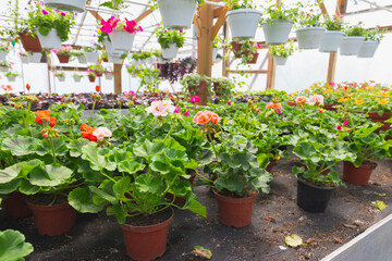 Potted Pelargonium flowers are in a greenhouse