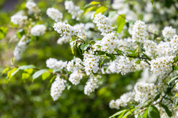 Obraz premium A bird cherry tree in full bloom. Prunus padus