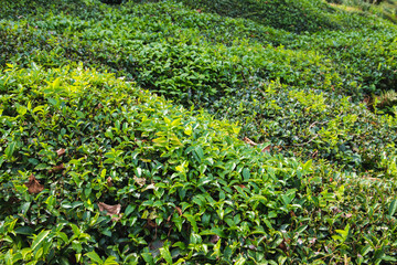 Fototapeta na wymiar Tea bushes with green leaves