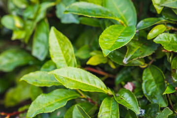 Tea leaves, close up outdoor photo