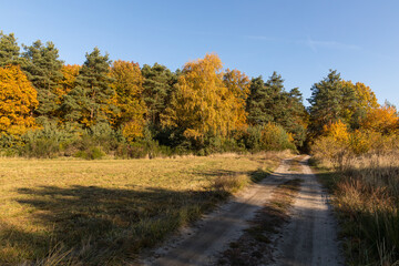 Dirt road to the autumn forest.
