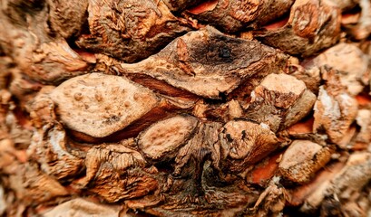 pine cones background