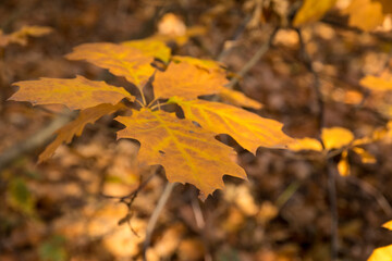 Fototapeta premium Autumn in the forest, golden colored leaves, close-up.