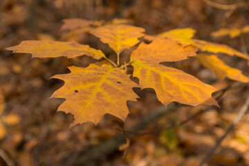 Autumn in the forest, golden colored leaves, close-up.