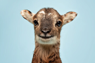 Obraz premium Studio Portrait of a Lamb