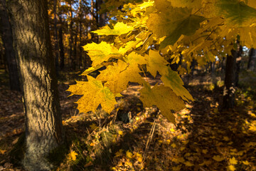 Autumn in the forest, tree, branches with golden-colored leaves.