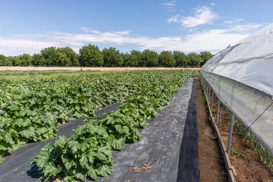 Southern New Mexico Farm 