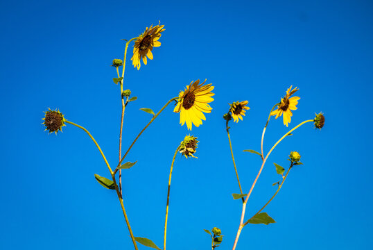 Wild Desert Sunflowers