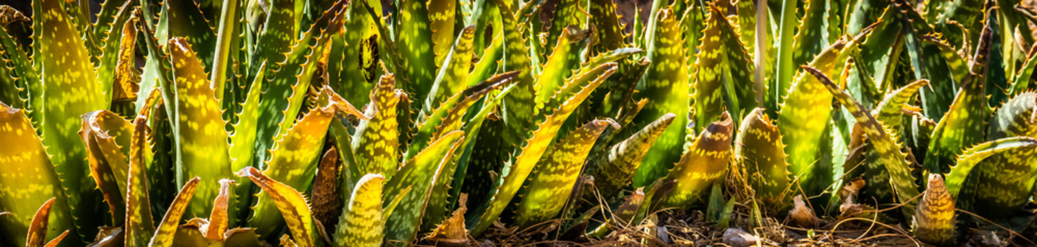 Aloe Vera Plants