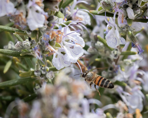 Wild Honey Bee on Rosemary Flower