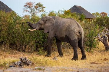Fototapeta na wymiar African elephant eating, with a thatched rondavel hut in the background. Nehimba Safari Lodge, Hwange National park, Zimbabwe Africa