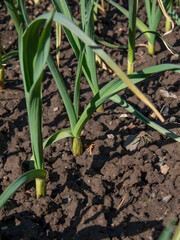 Organic garlic (Allium sativum) growing in the garden. Healthy home grown vegetables.