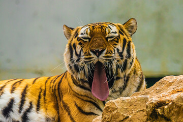 portrait of a bengal tiger