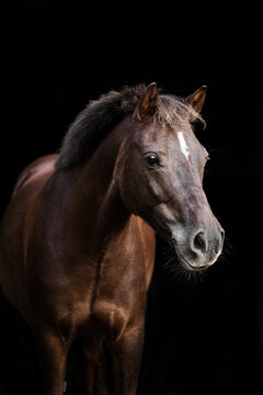 Portrait eines Kleinpferdes 
