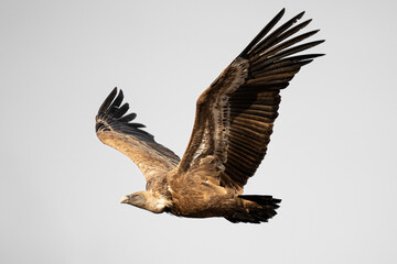 vulture in flight