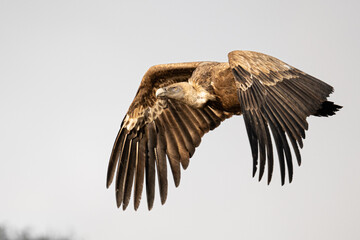 vulture in flight