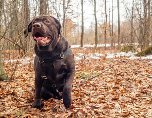 Happy Dog