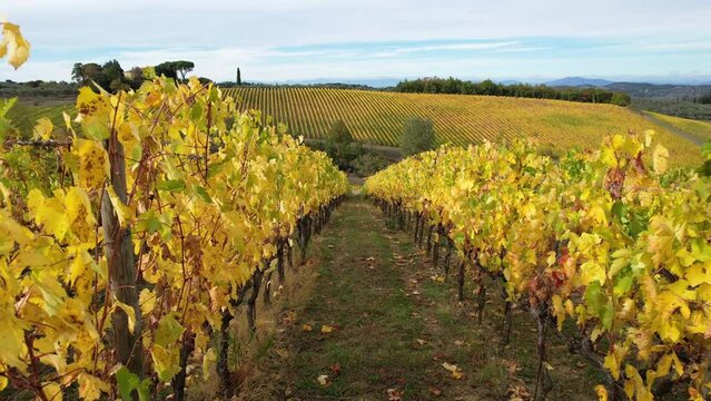 Beautiful vineyards in the heart of Chianti Classico, between Florence and Siena turn yellow in autumn season. Flight trough rows of yellow vineyards in Chianti area near San Casciano Val di Pesa.