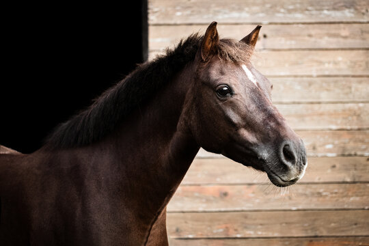 Pony vor dem Stall