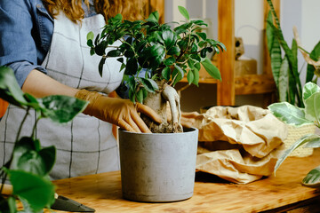 Young woman transplants ficus ginseng house plant.