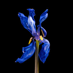 Beautiful blue-white wilting tulip with stem and pollen isolated on black background.. Close-up shot.